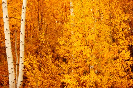 Fremont-Winema NF Fall color at Rocky Point photo