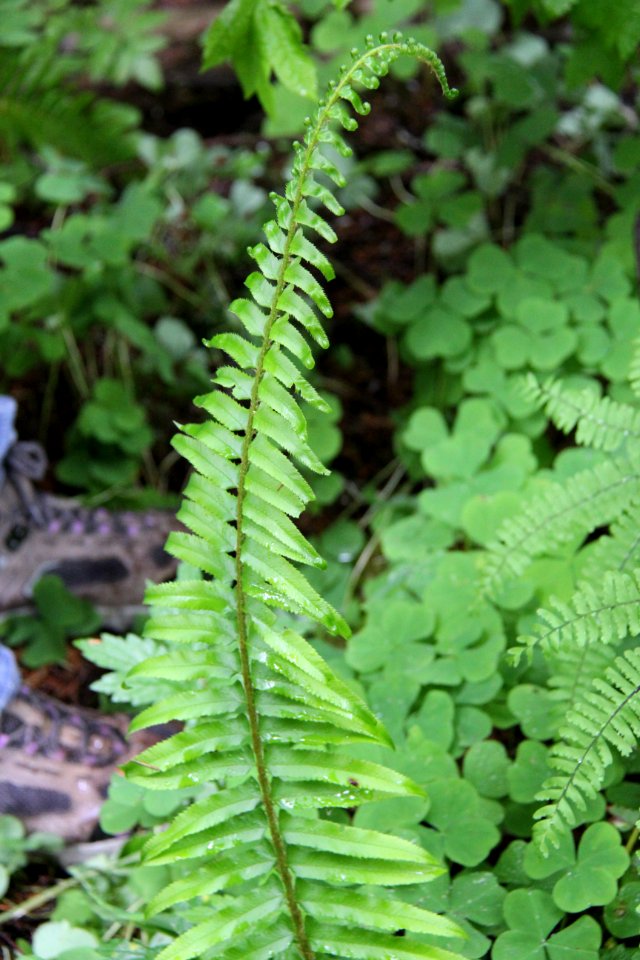Sword Fern and Clover, Mt Hood National Forest