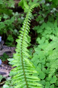 Sword Fern and Clover, Mt Hood National Forest