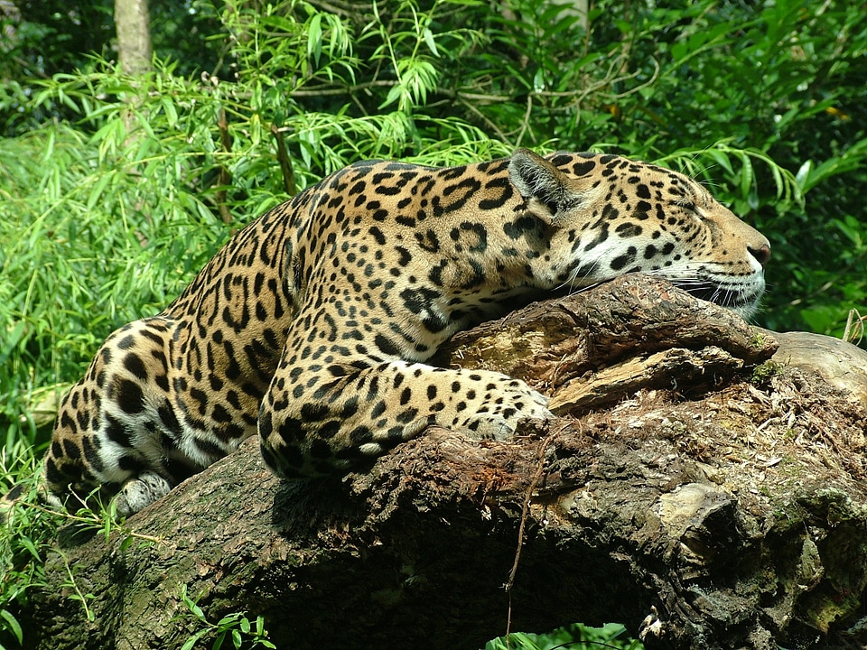 Female jaguar rest animal