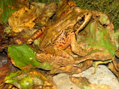 Red legged frog-Unknown