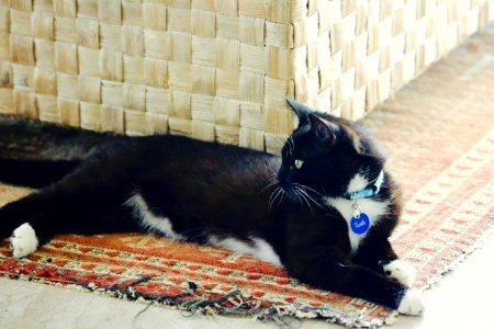 Casual Kitty