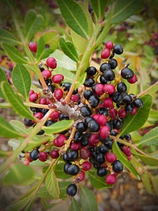 Red and black forest autumn photo