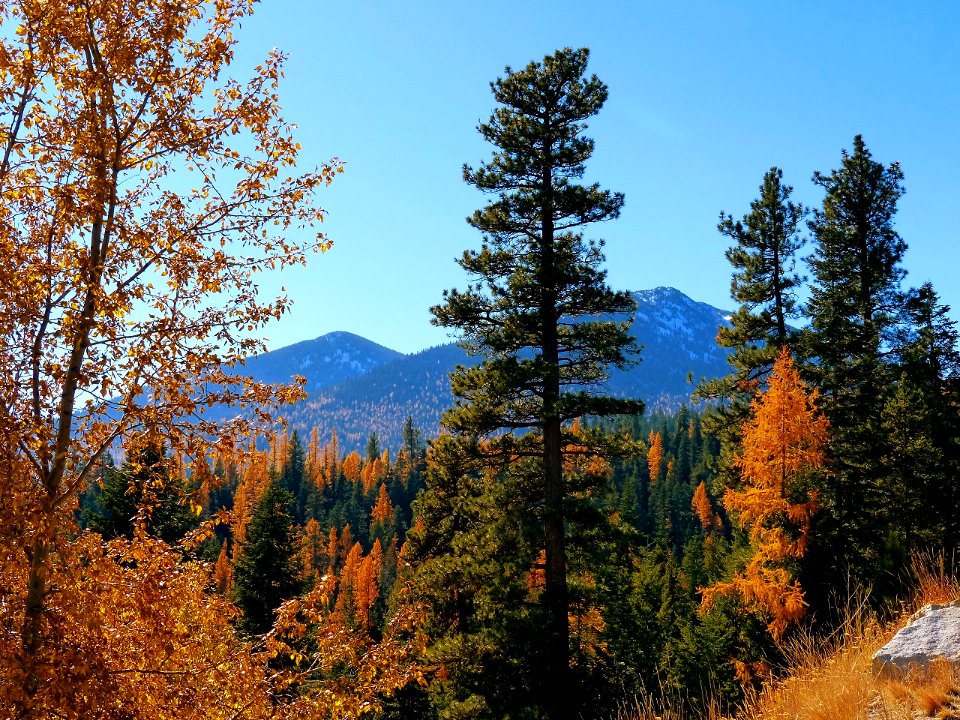 Fall Colors in the Elkhorns, Wallowa-Whitman National Forest