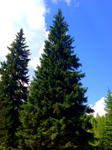 2013 Capitol Christmas Tree- Official Photo