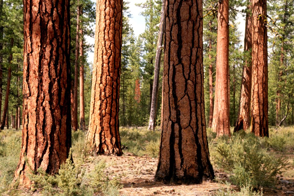Deschutes National Forest, old growth ponderosa pine stand-2.jpg
