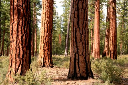 Deschutes National Forest, old growth ponderosa pine stand-2.jpg
