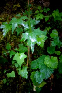 Rain on Leaves-Columbia River Gorge