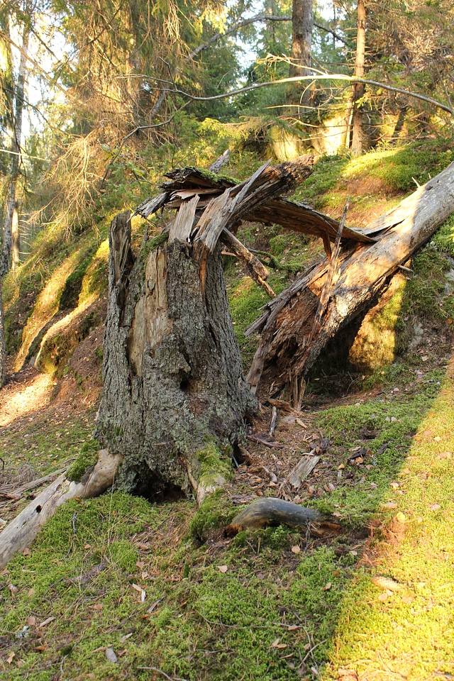 Broken tree summer