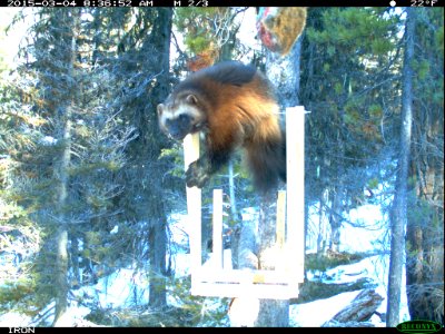 Wolverine Poised on the Feeding Platform