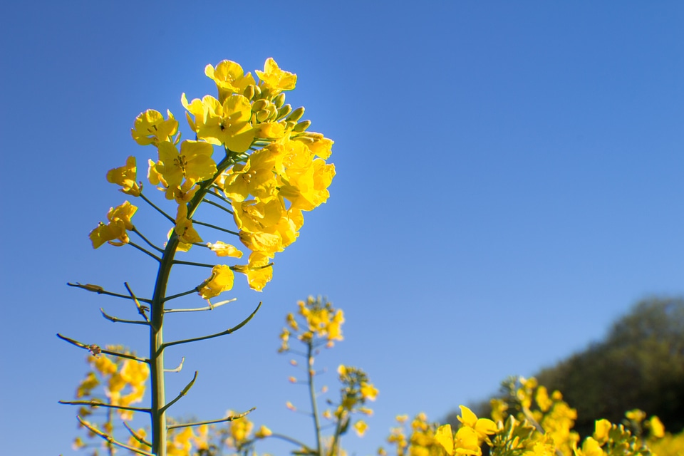 Yellow blossom rape