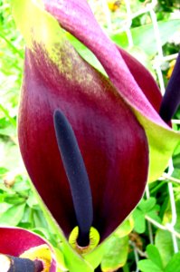 black calla lily 1 photo