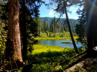 Beaver Swamp Trail, Rogue-Umpqua Divide Wilderness, Umpqua National Forest