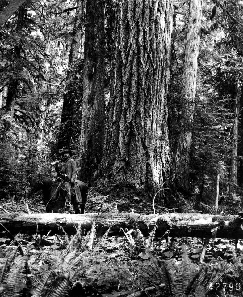 A5 p21 Iron Mt Divide btwn Elk-Sixes Rivers SIS NF ca 1920