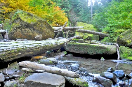 Obstacle on the way to Valhalla, Willamette National Forest