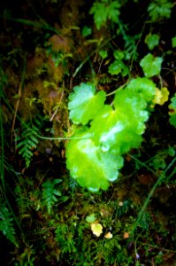 Miners Lettuce and Moss Detail-Columbia River Gorge