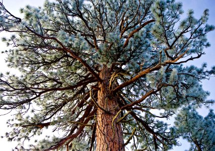 FROST ON PONDEROSA PINE DESCHUTES photo