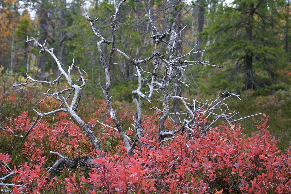 Tree dry branches