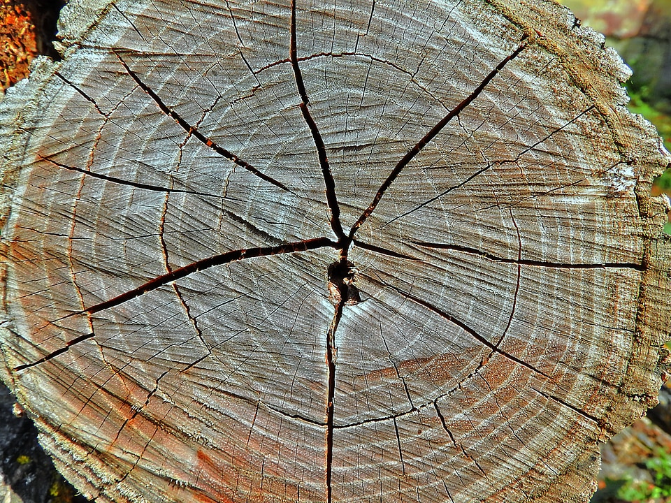 Wood grain annual rings wood
