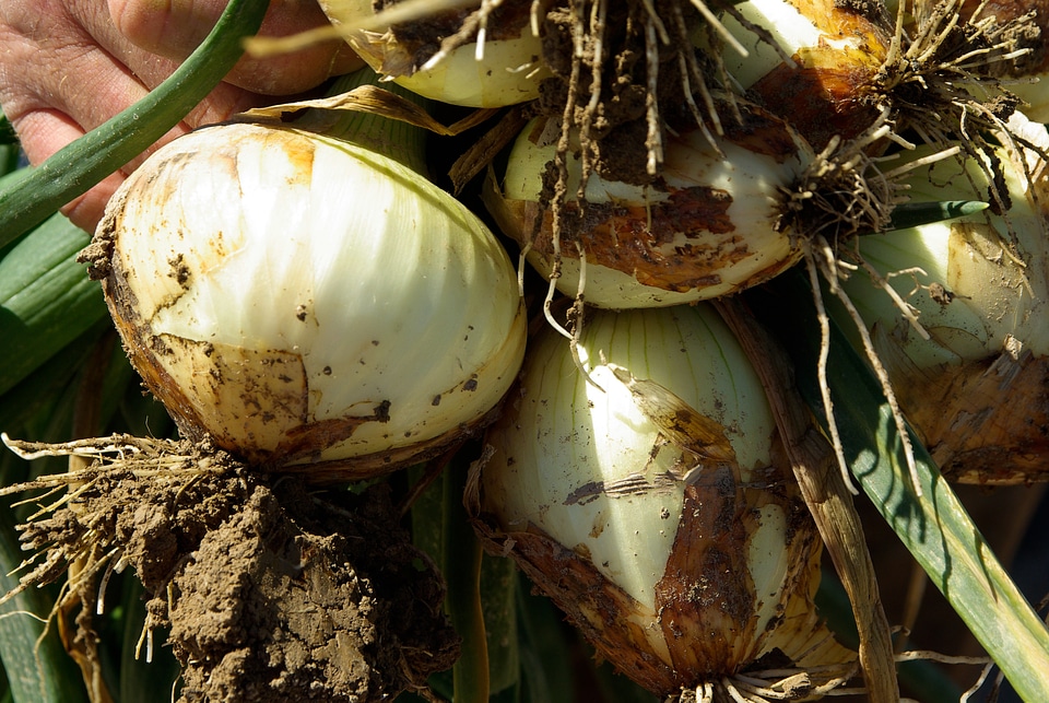 Harvest agriculture roots