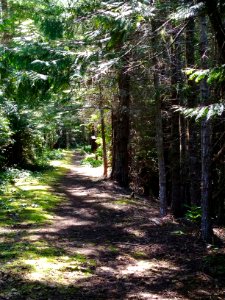 The Pacific Northwest Trail on the Olympic National Forest photo
