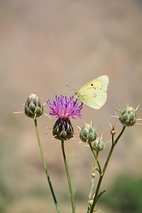 Pertek butterfly flower photo