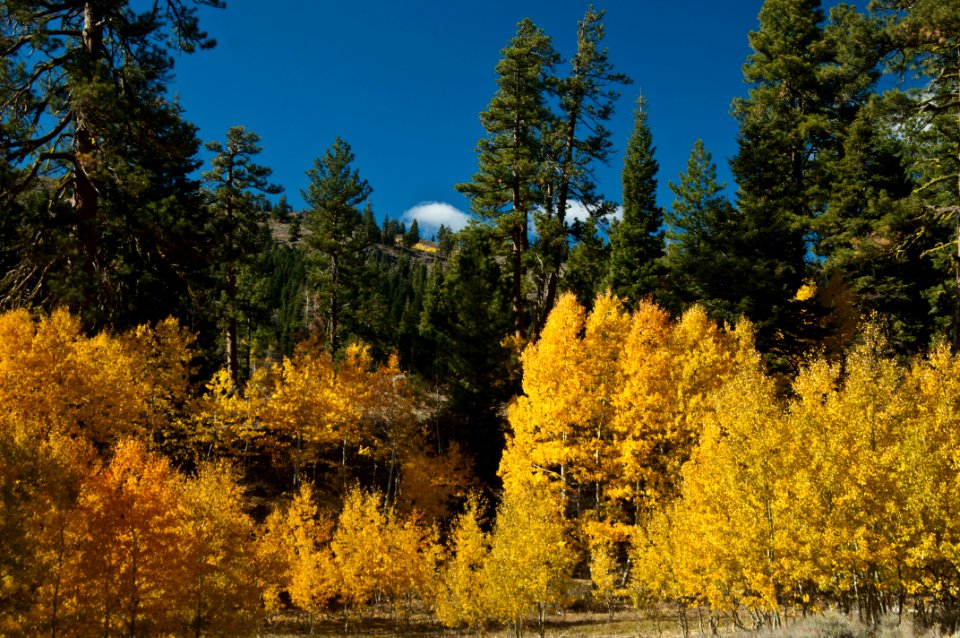 Fremont-Winema NF-Fall color Warner Canyon