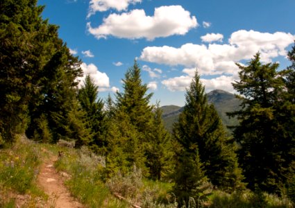 Pacific Northwest Trail on Jungle Hill