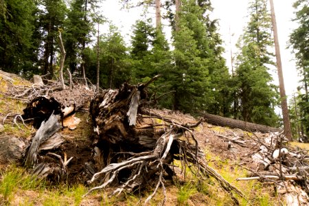 Fallen Logs in Forest-Fremont Winema photo