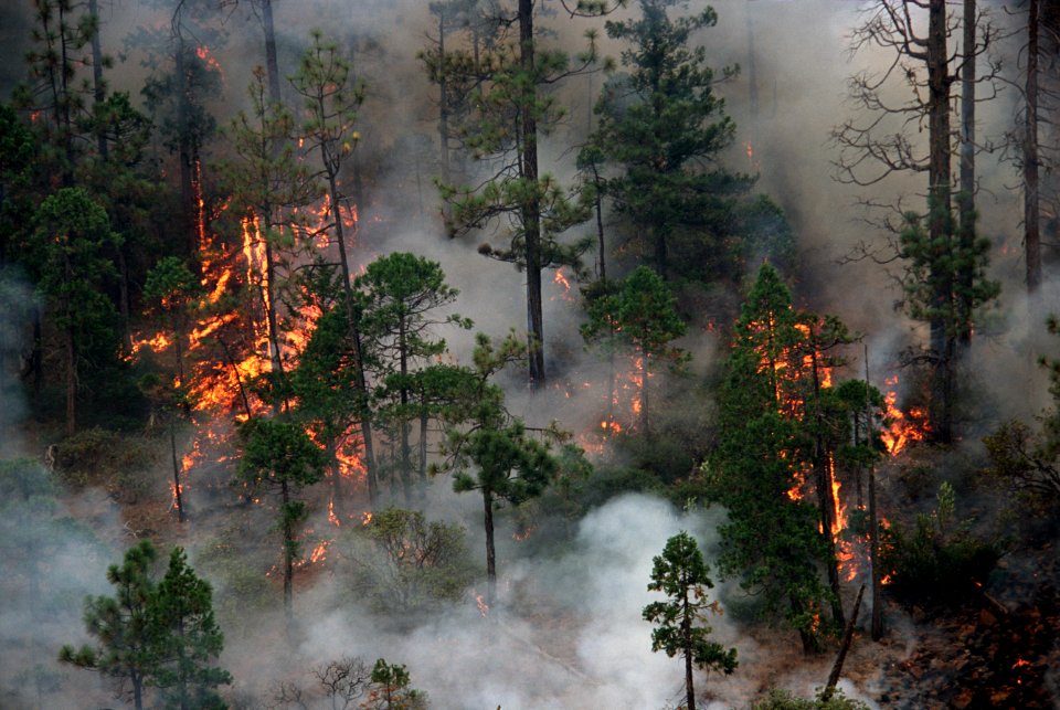119 Rogue River-Siskiyou National Forest Biscuit Fire