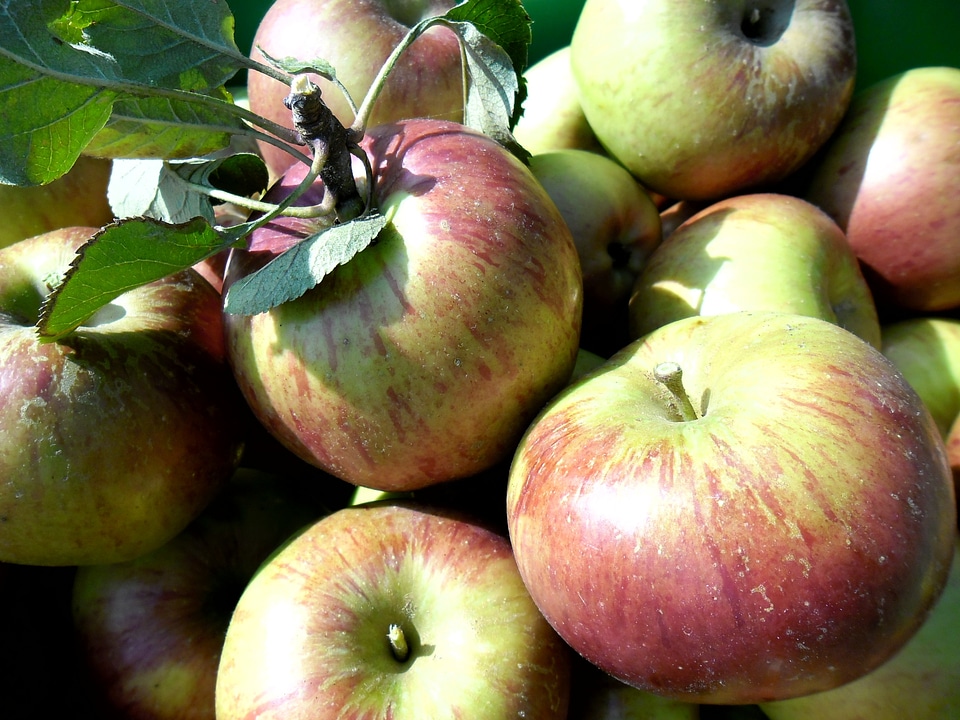Garden nature fruit