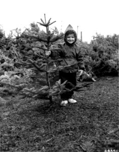 463511 Kid with Christmas Tree, Noble Fir, Portland, OR 1950