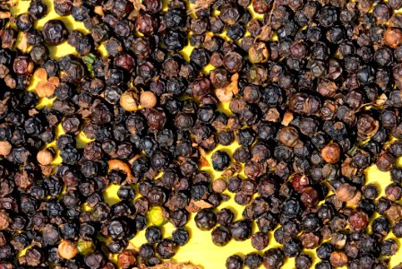 Raw Black Pepper on a Yellow Background photo
