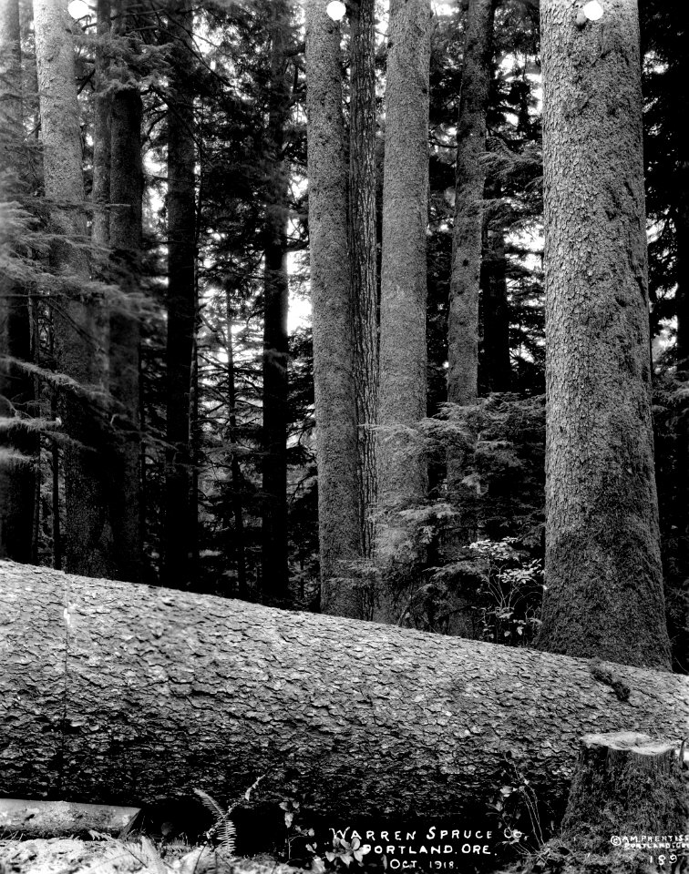 189 Spruce Log photo