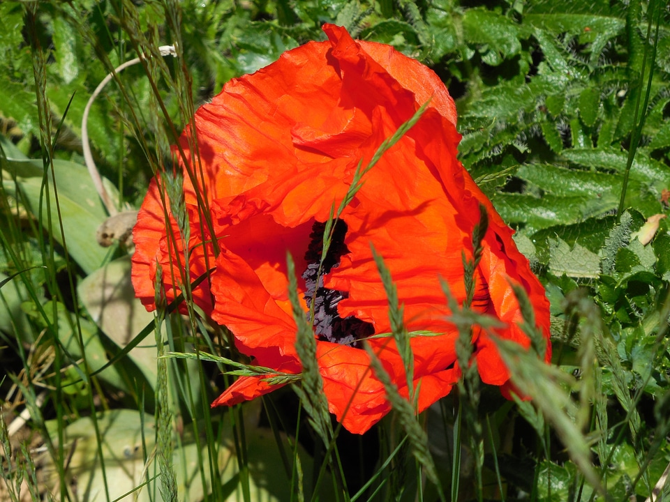 Flower poppy red