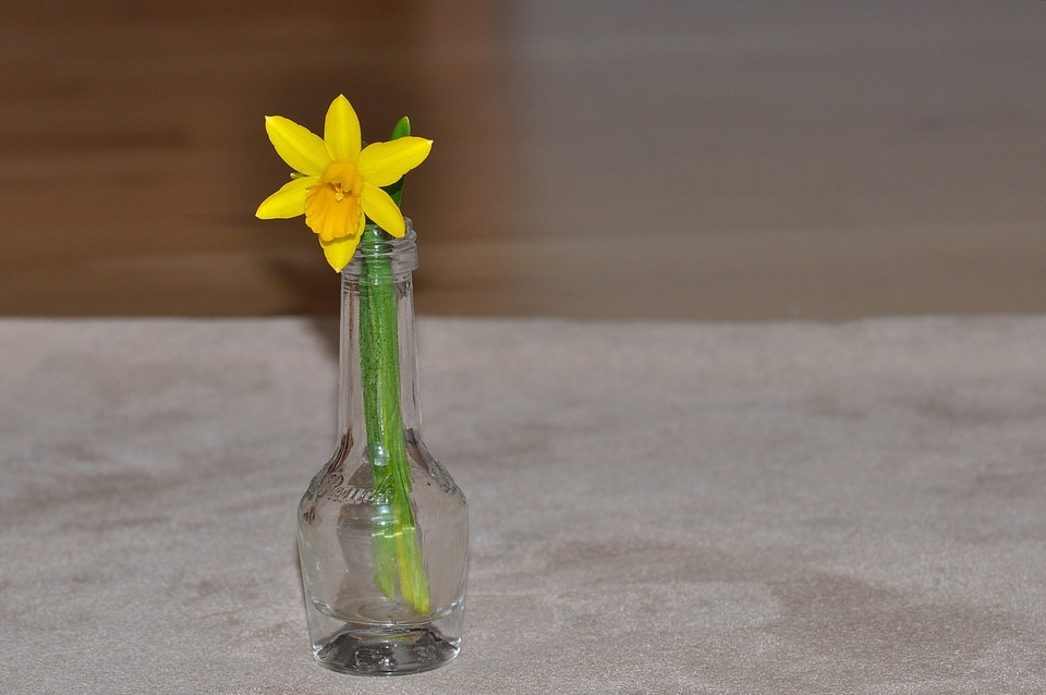 Bloom flower plant
