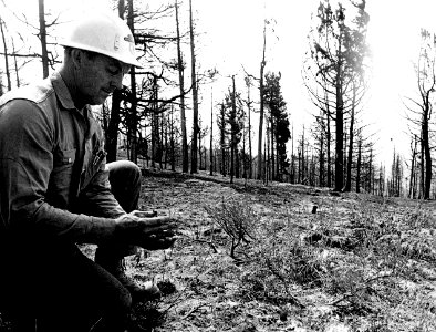 Don Peters Examining Burned Area photo