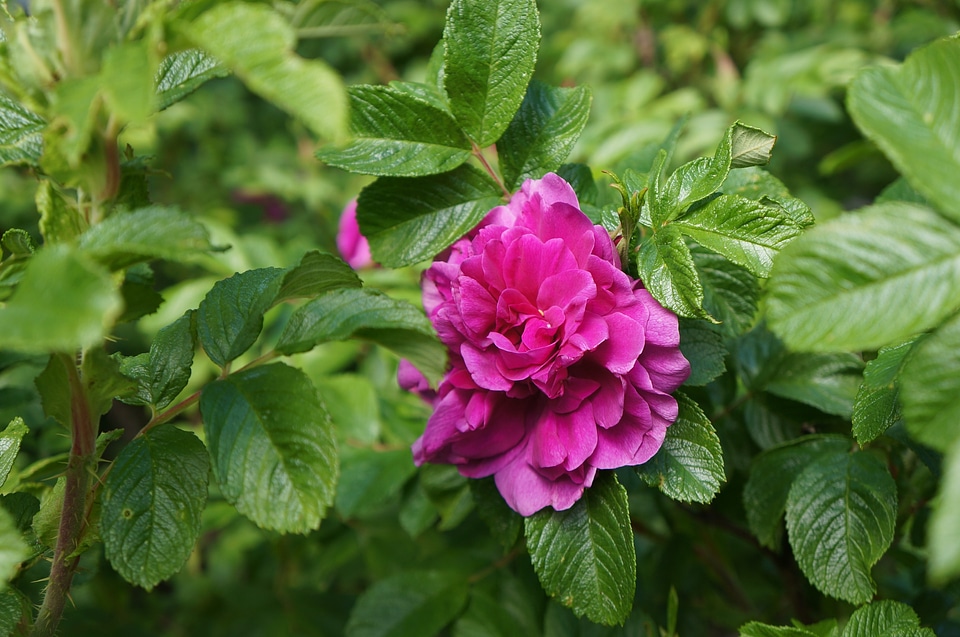 Summer greenery flowers