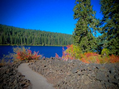 Fall Color along Clear Lake Trail, Willamette National Forest