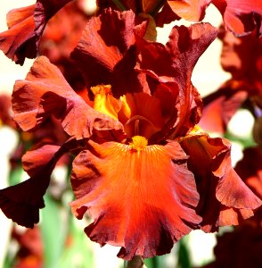 red bearded iris