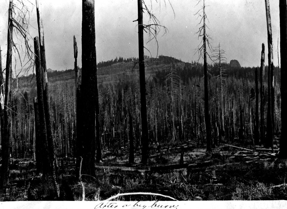 Umpqua NF - After a Big Burn, OR c1910