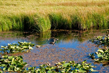 Duck Family at Klamath Marsh NWR-Fremont Winema photo