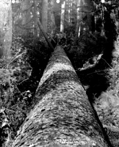 202 Spruce Log