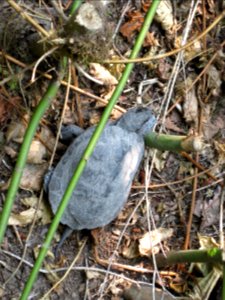 Western pond turtle-Unknown