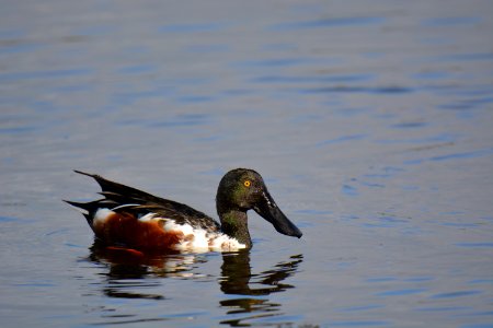 Canard souchet (Spatula clypeata)