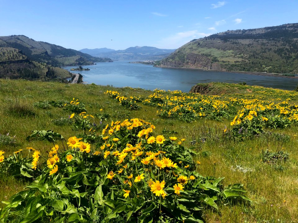 Balsamroot blooming at Mosier Plateau! by USFS Field Ranger Sophie Steckler April 2018