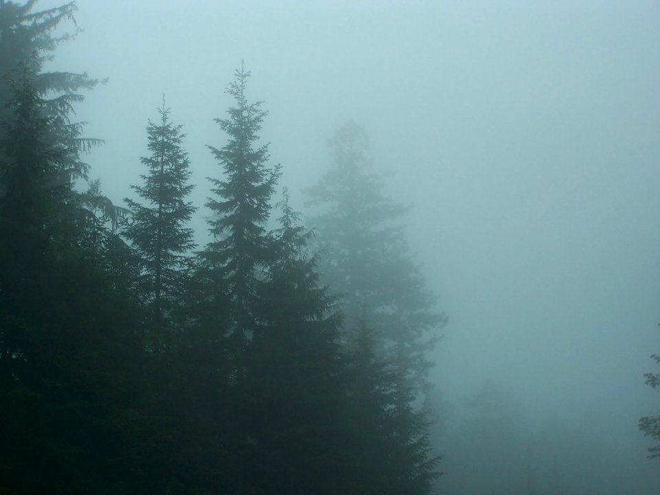 Fog Bound Forest on the Olympic Peninsula, Olympic National Forest