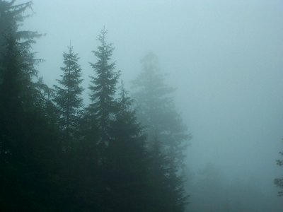 Fog Bound Forest on the Olympic Peninsula, Olympic National Forest