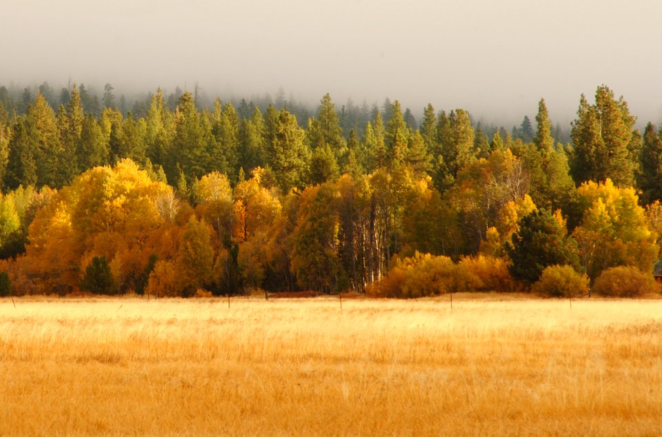 Fremont-Winema NF Fall color at Rocky Point