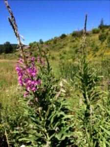 Fireweed, Willamette National Forest